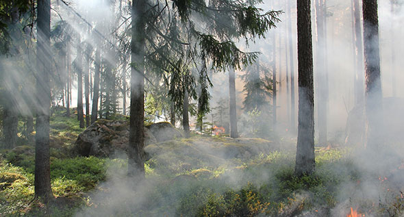 Предотвращение лесных пожаров