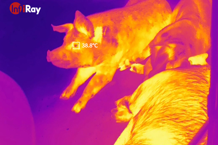 Вспышка африканской лихорадки свиней? Тепловизионные камеры InfiRay помогают создавать умное земледелие